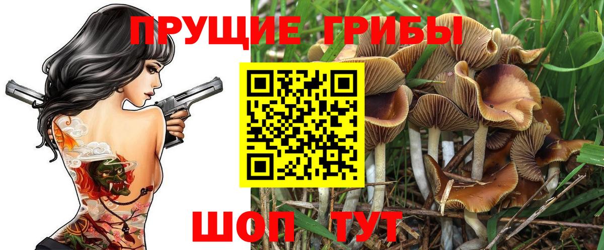 где купить наркоту  Вход с VPN  Ачхой-Мартан  Псилоцибиновые грибы прущие грибы 